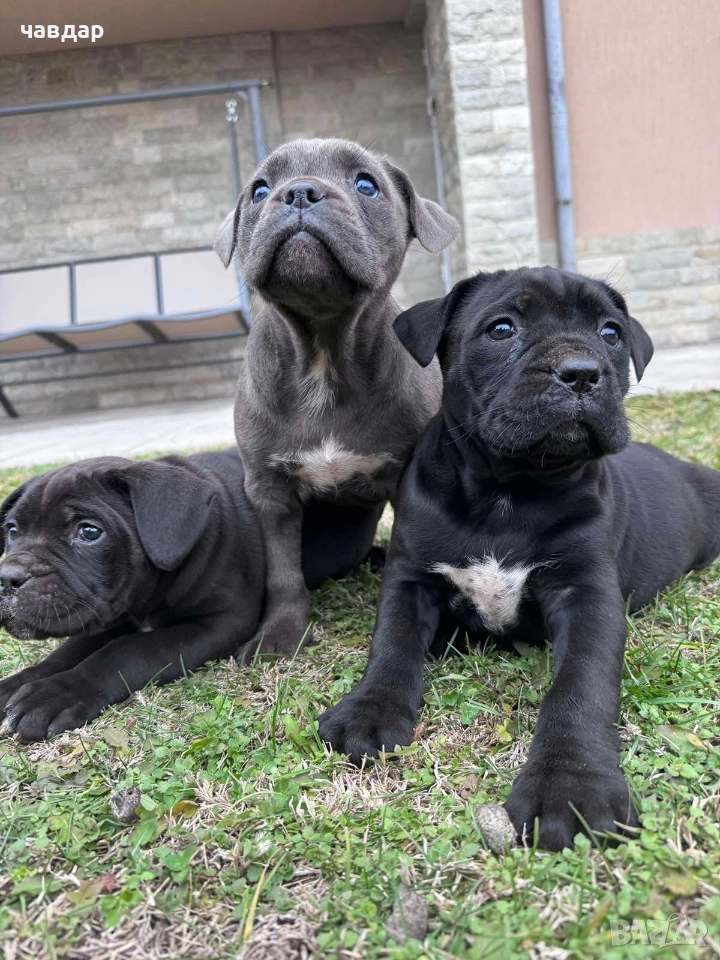 малки Кане Корсо , снимка 1