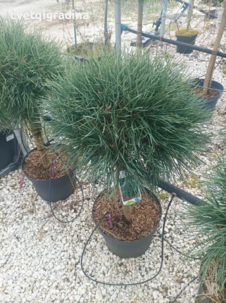 Pinus sylvestris watereri(Пинус Ватерери стам), снимка 1