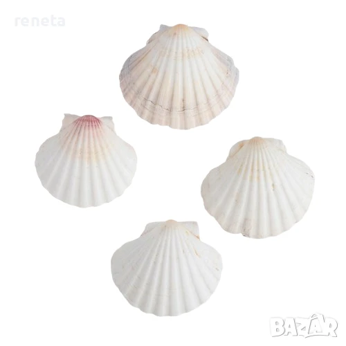 Комплект миди, Естествени, 4 броя, 12 см, снимка 1