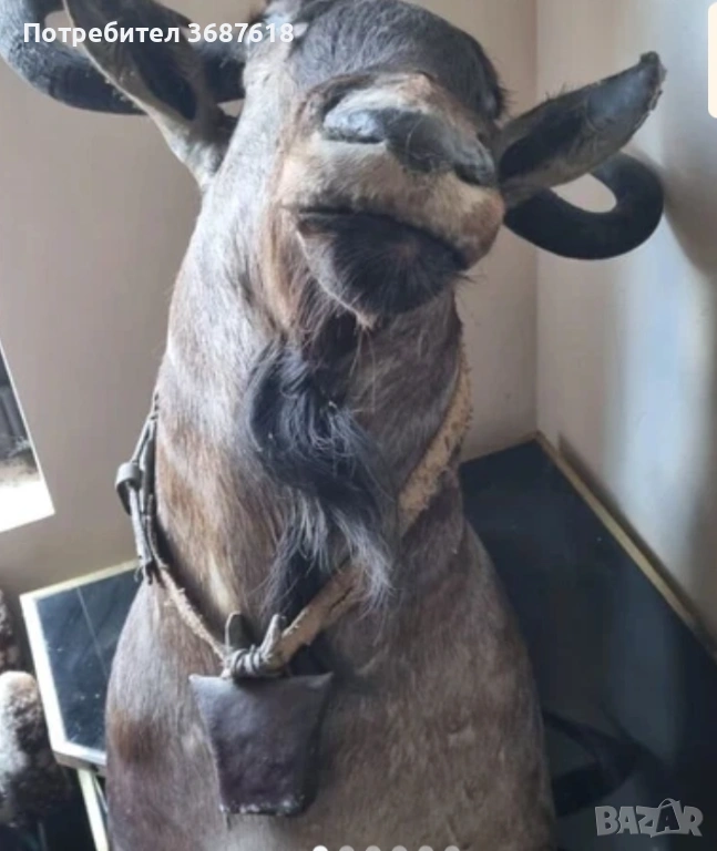 Ловен трофей, снимка 1