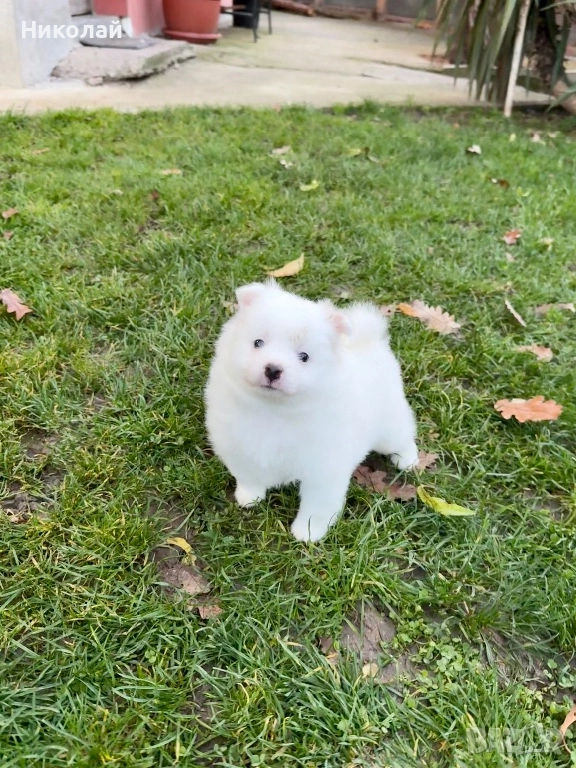 Померан момче. Померанче, снимка 1
