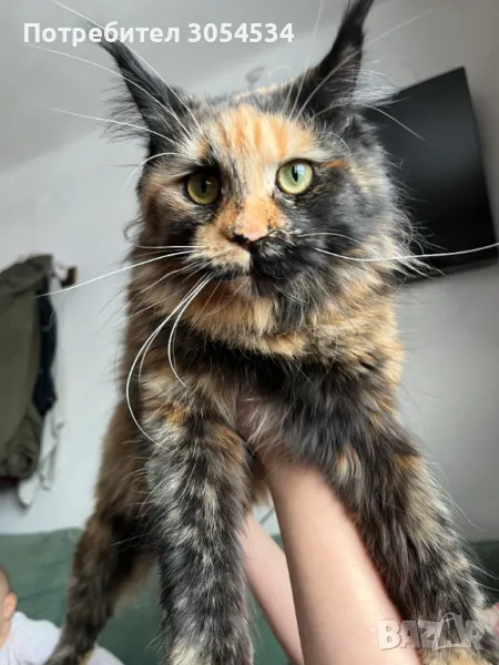 Чистокръвно женско котенце мейн куун търси партньор, снимка 1