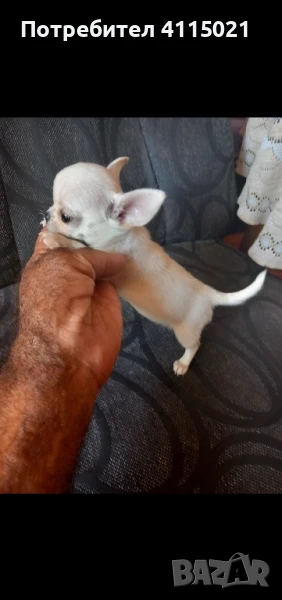 Мини чихуахуа, снимка 1