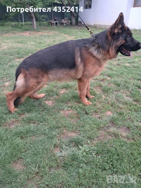 Продавам мъжка немска овчарка на 13 месеца с документи, снимка 1