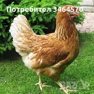 Продавам кокошки Ломан Браун, снимка 1