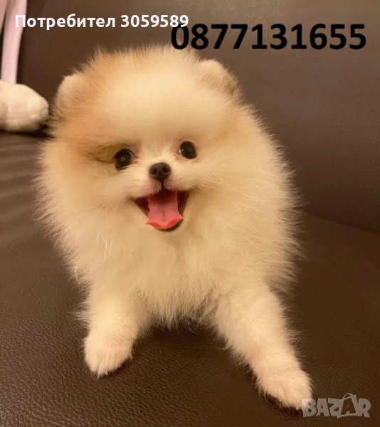 Померанчета малки кученца померан, снимка 1