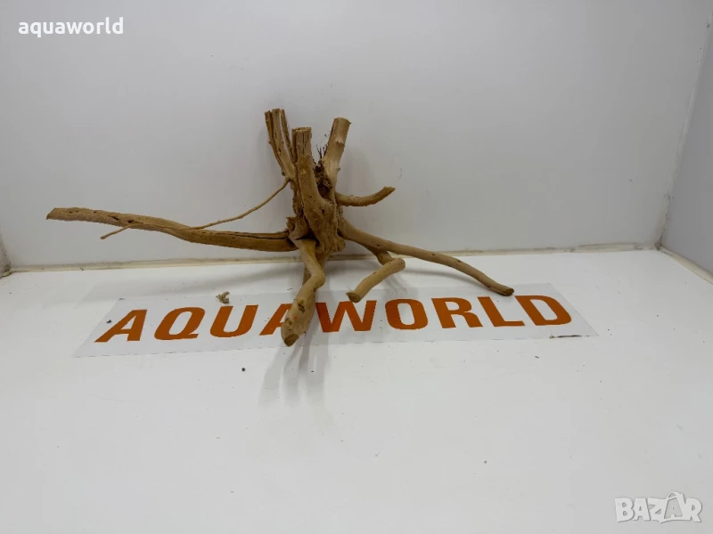 Корен Азалия 33, снимка 1