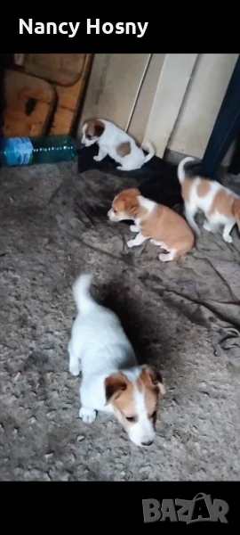 Джак ръсел , снимка 1