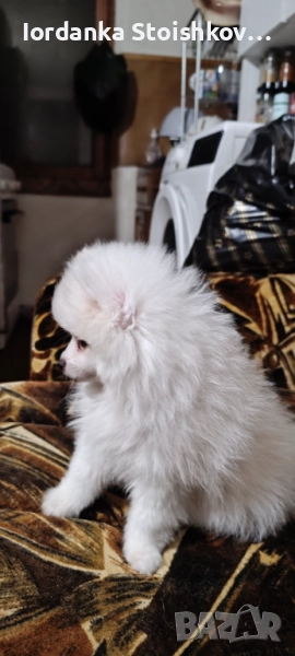 Померанчета, снимка 1