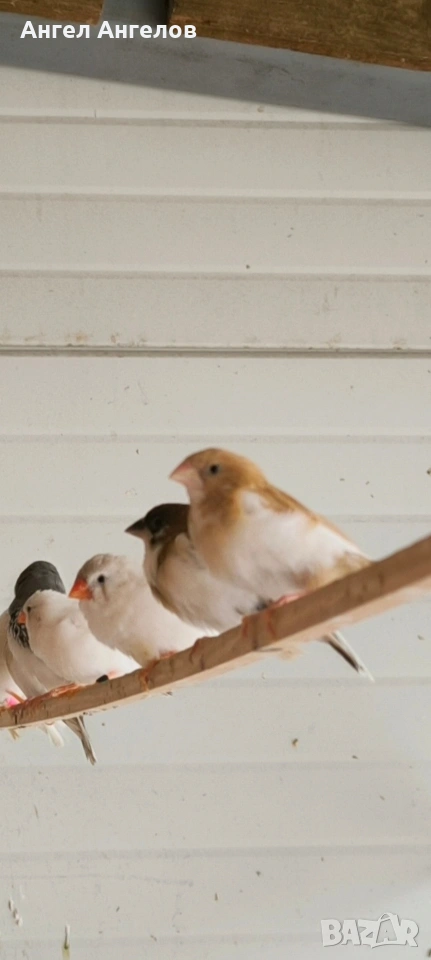 японски амадини , снимка 1