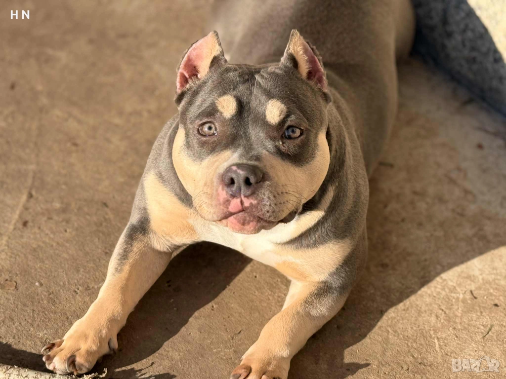 Американско покет були - момиче , снимка 1