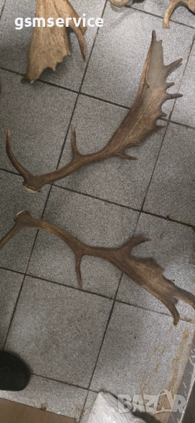 Рога от елен лопатар (Dama dama)., снимка 1