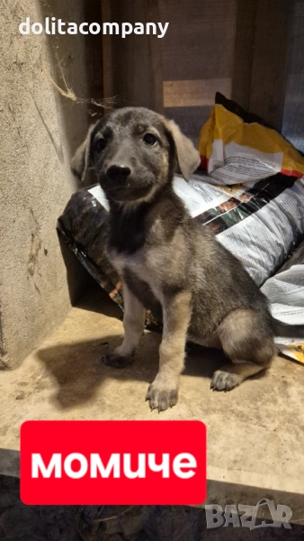 Подарявам Кученца, снимка 1