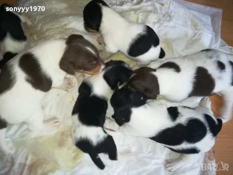 ДЖАК РЪСЕЛ-250ЛВ ЗА БРОЙ 0409252000, снимка 1