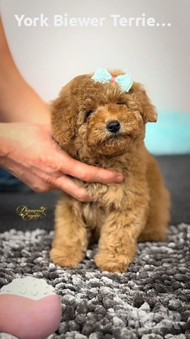 Той Пудел! Игрива момиче за семейство с деца! 