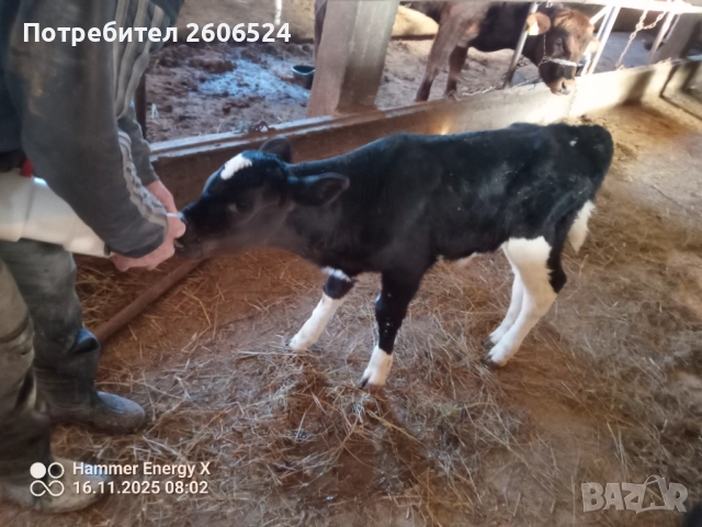 Мъжко теле бозайник 