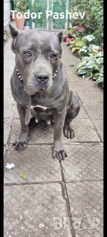 Кане корсо , снимка 10 - Кане корсо - 53057547