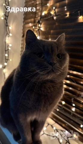 Британец за разплод , снимка 2 - Британска късокосместа - 53666491