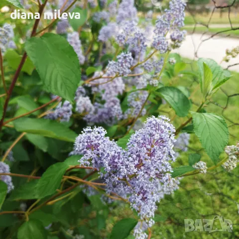 Калифорнийски люляк Хенри Дефозе,  Ceanothus 'Henry Defosee', снимка 7 - Градински цветя и растения - 46888623