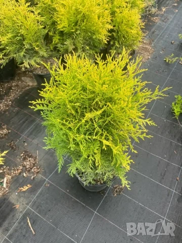 Златиста кълбовидна туя