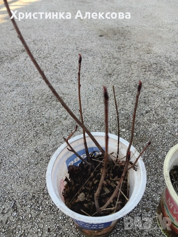 Арония разсад, снимка 3 - Разсади - 53768709