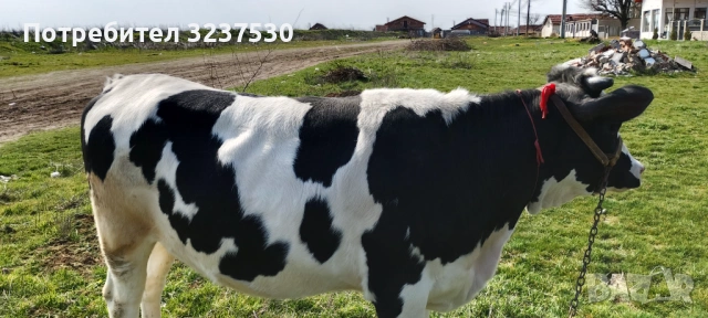 Продавам черношарена юница, снимка 4 - Крави - 53871553