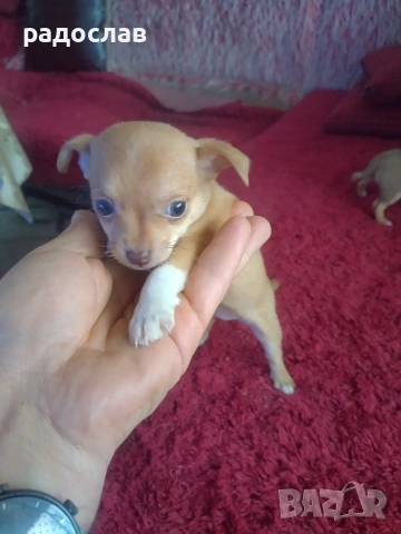 малки кутрета пинчер чихуахуа , снимка 4 - Чихуахуа - 54281247