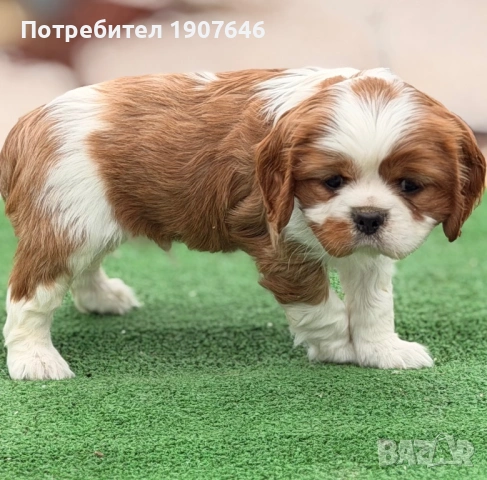 Кавалер Кинг Чарлз, снимка 4 - Кавалер кинг чарлз шпаньол - 53346775