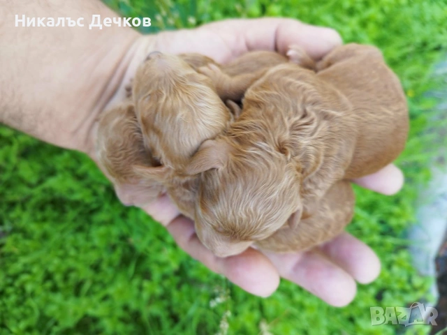 Tea Cup Пуделчета , снимка 4 - Пудели - 53537075