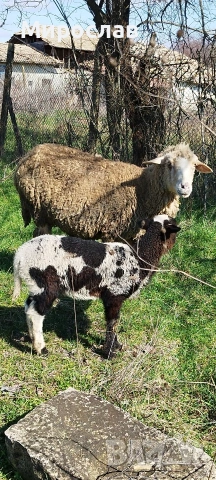 Продавам овца с мъжко агне, снимка 2 - Овце - 53646297