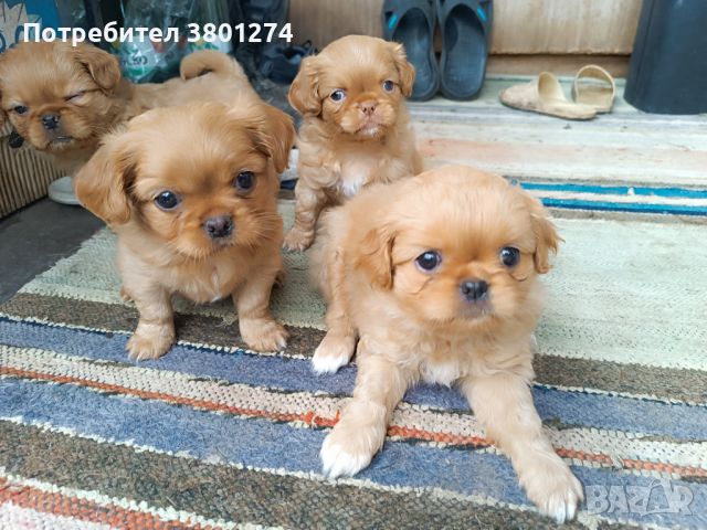 Малки кученца пекинези, снимка 1 - Пекинез - 45595614