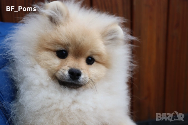 Чистокръвно момченце померан с родословие FCI, снимка 6 - Померан - 50219721