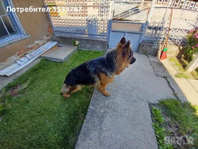 Мъжка немска овчарка за разплод , снимка 3 - Немска овчарка - 49439011