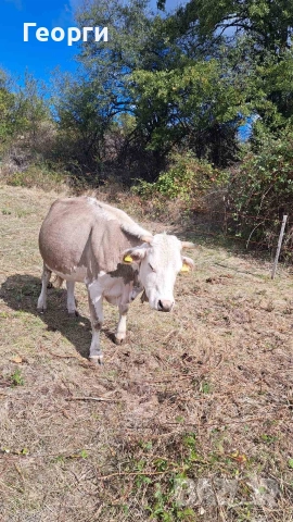 Продавам заплодена крава месодайна цена 2200 лв , снимка 2 - Крави - 52624936