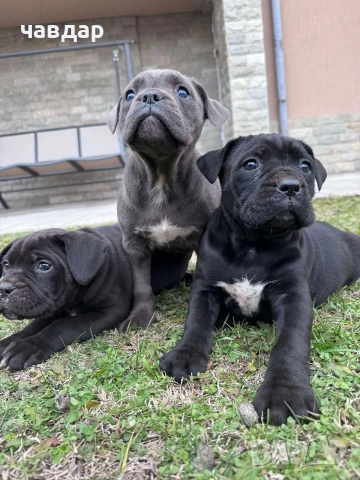 малки Кане Корсо 