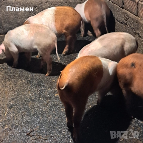 малки праснца