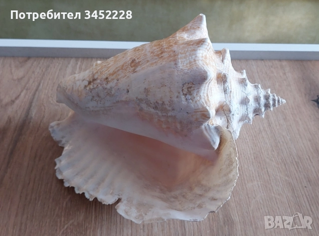 раковина голяма за ценители , снимка 6 - Декорация за дома - 51711876