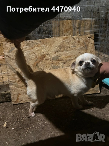 Мъшко Чихуахуа за РАСПЛОД., снимка 6 - Търси партньор - 53216214