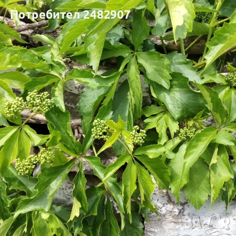 Декоративна (дива) лоза - корен, снимка 5 - Градински цветя и растения - 50603521