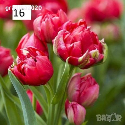 Луковици на лалета, снимка 3 - Разсади - 51436404