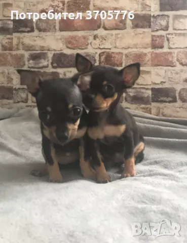 Джуджета мини мини, снимка 10 - Чихуахуа - 49937684