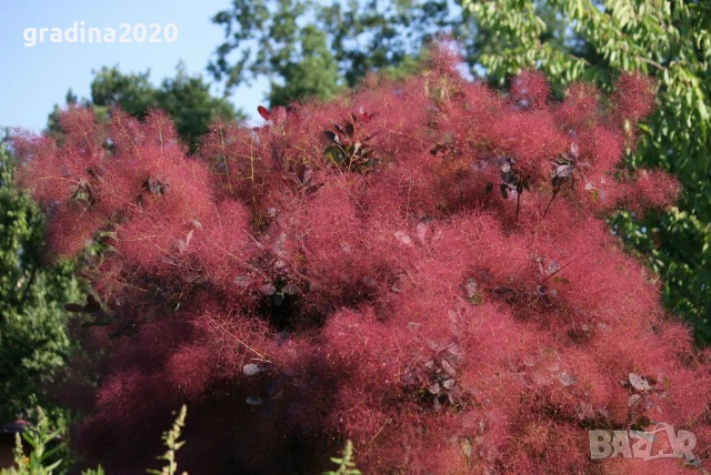 Смрадлика - Зелена, снимка 4 - Разсади - 51385406