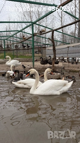 Лебеди, гъски, патки