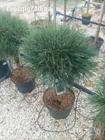 Pinus sylvestris watereri(Пинус Ватерери стам), снимка 1