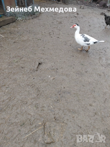 Неми патици, снимка 6 - Патици и гъски - 52582988