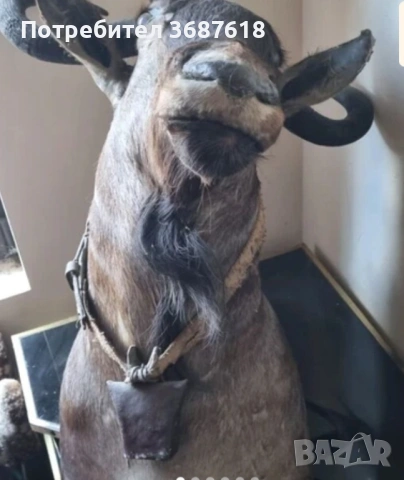 Ловен трофей