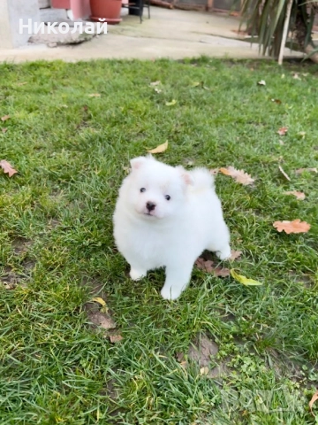 Померан момче. Померанче