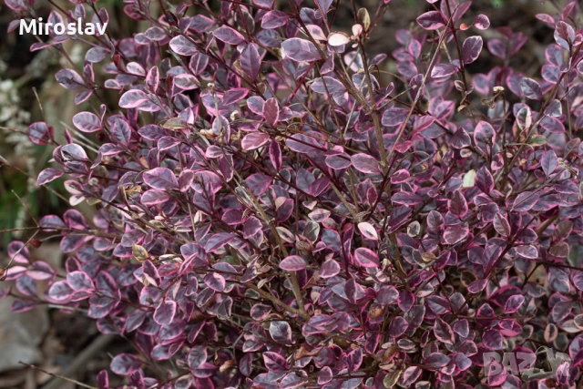 Магически Дракон, снимка 4 - Градински цветя и растения - 53906060