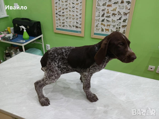 Продавам , снимка 7 - Курцхаар - 52690625