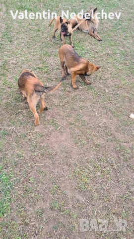 Белгийска овчарка - малиноа